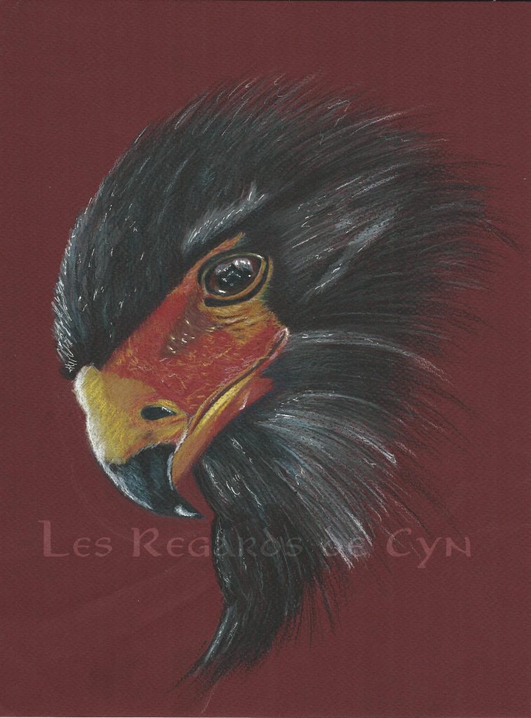 Illustration Bateleur des savanes