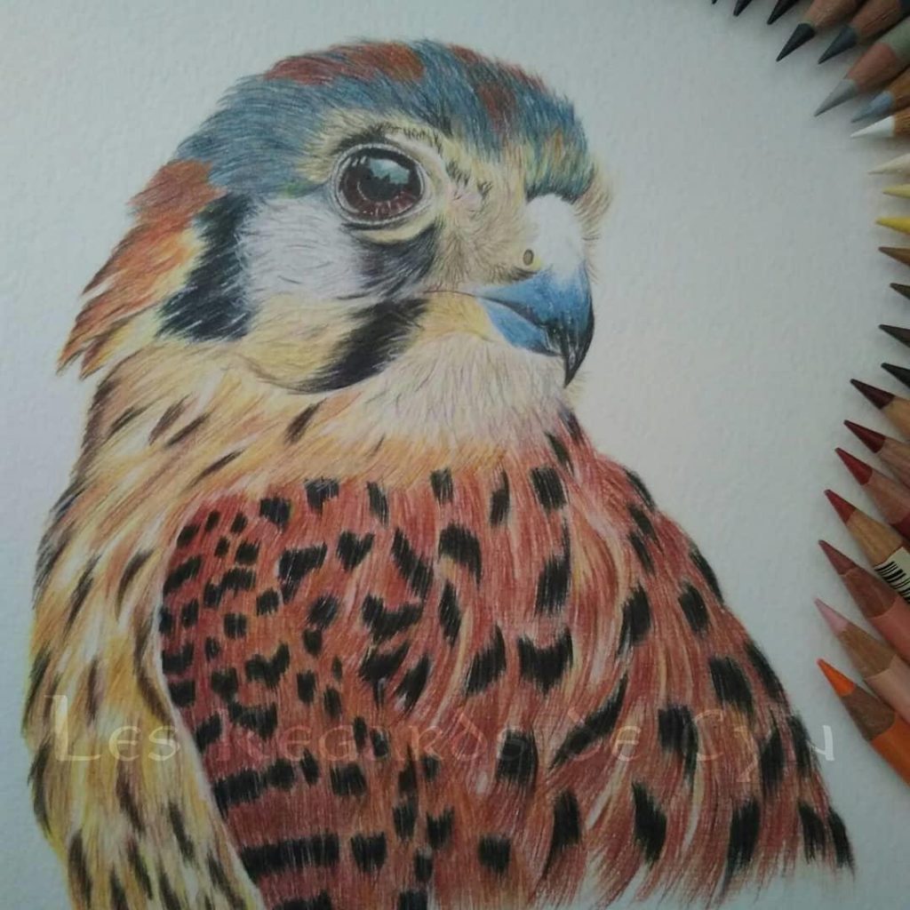 illustration Faucon crécerelle d'Amérique