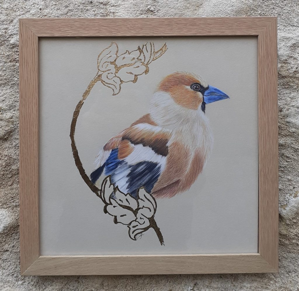 illustration Gros-bec casse-noyaux