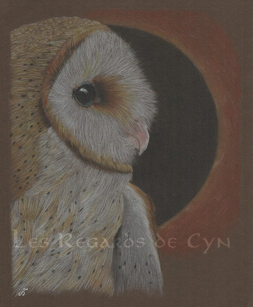 illustration Chouette effraie