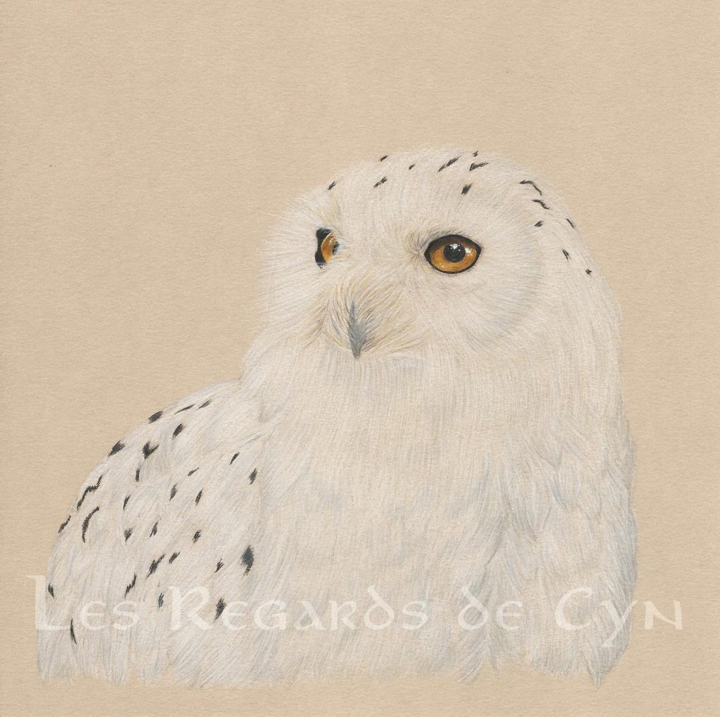 Illustration Harfang des neiges