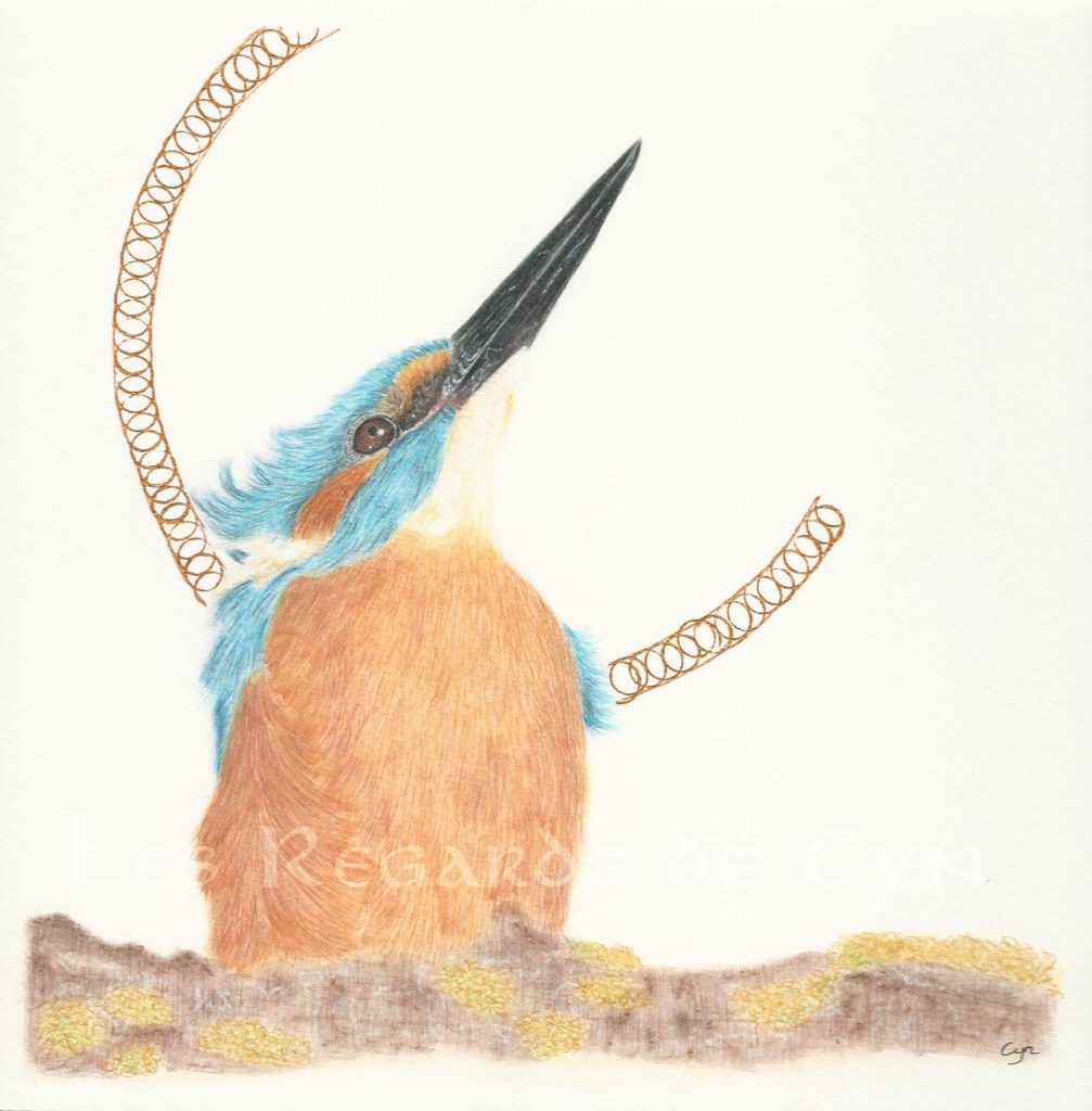 illustration Martin-pêcheur