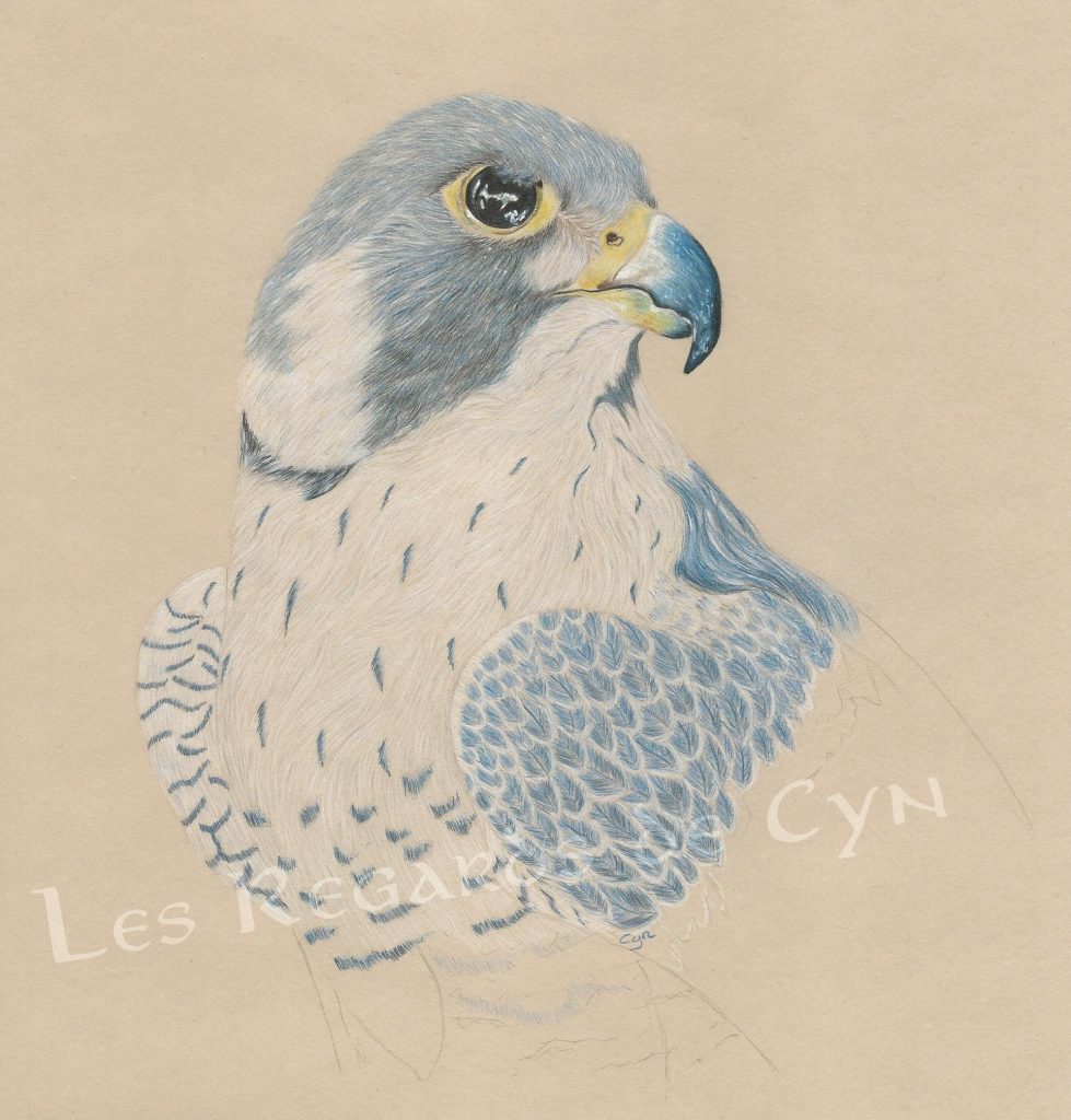 illustration Faucon pèlerin