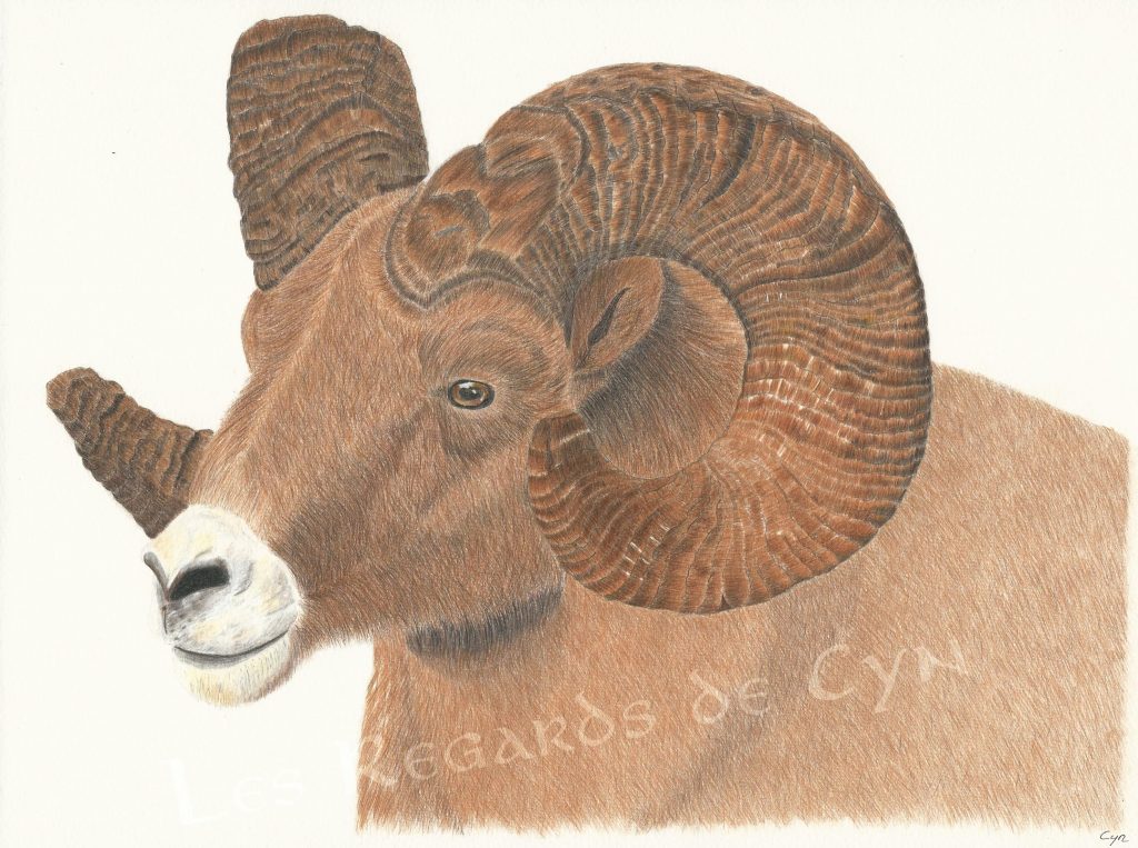 illustration mouflon