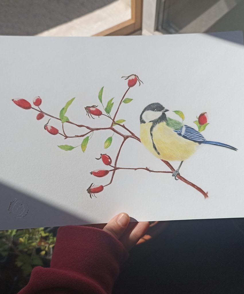 Illustration Mésange Charbonnière