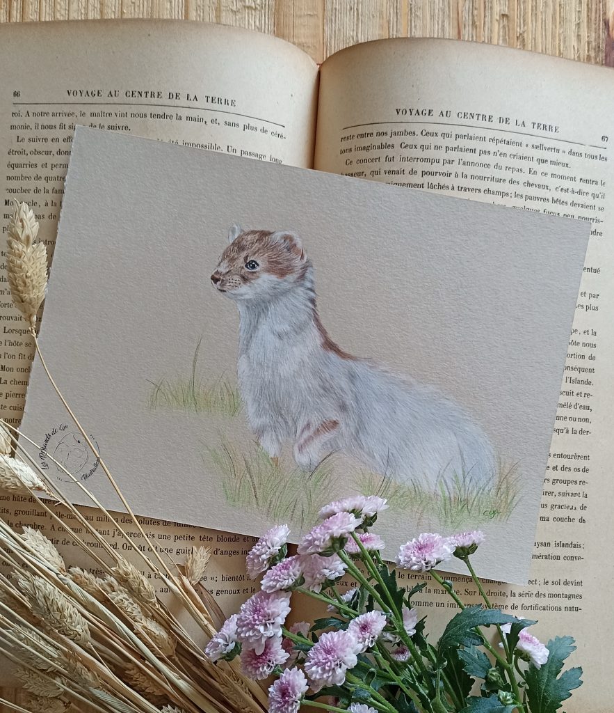 Illustration Hermine