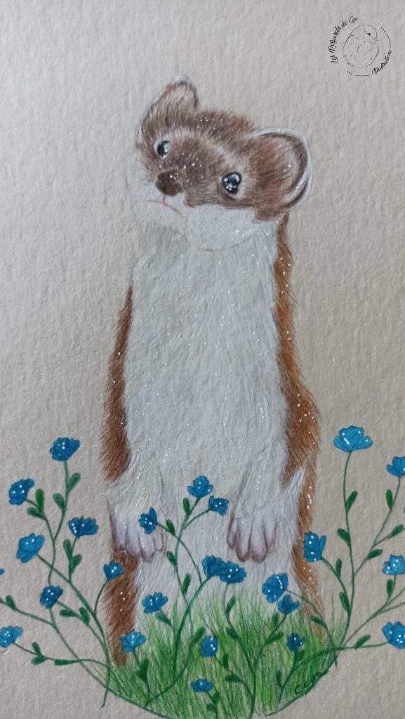 Illustration Hermine