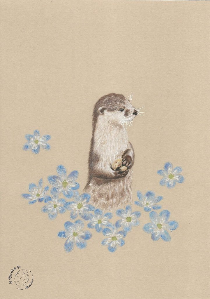 Illustration loutre