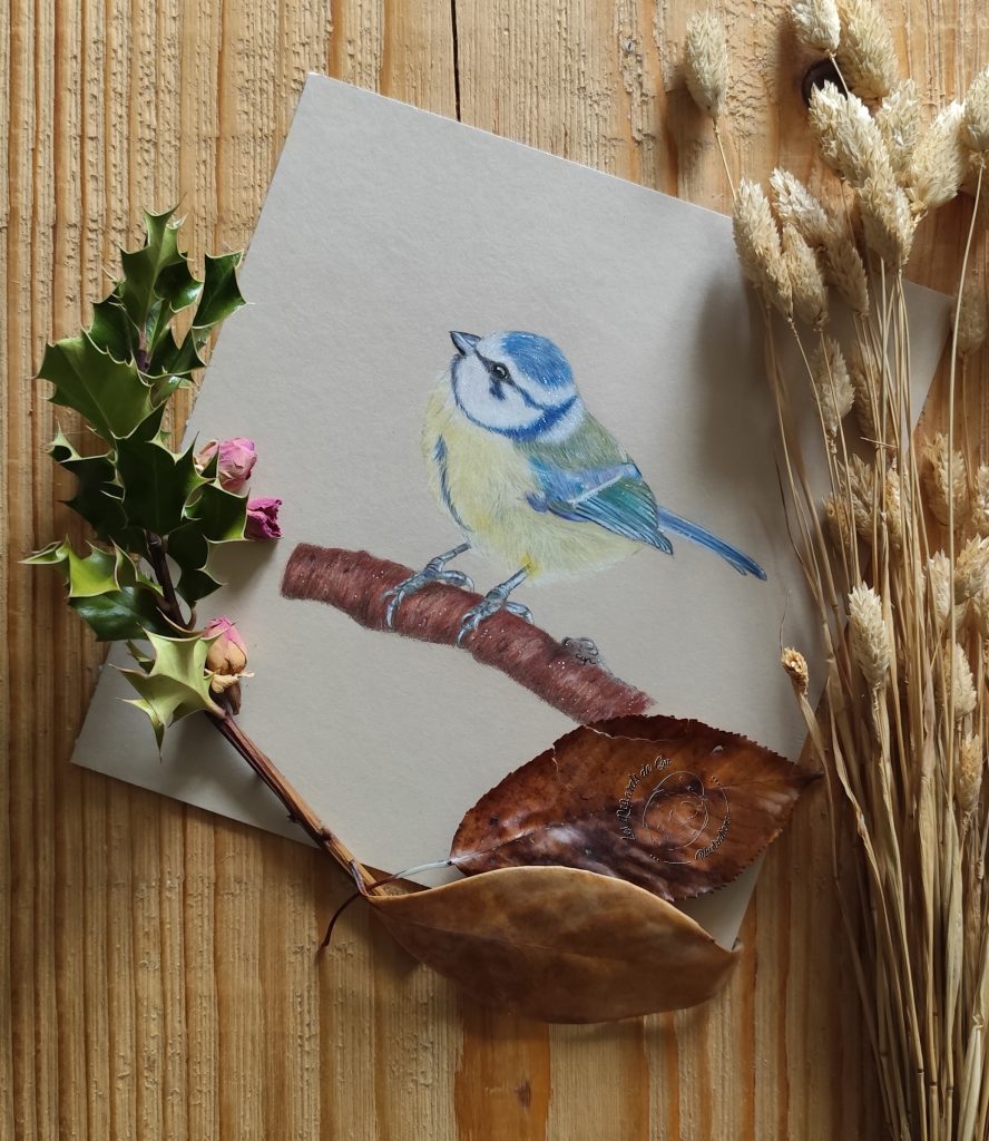 Illustration Mésange bleue
