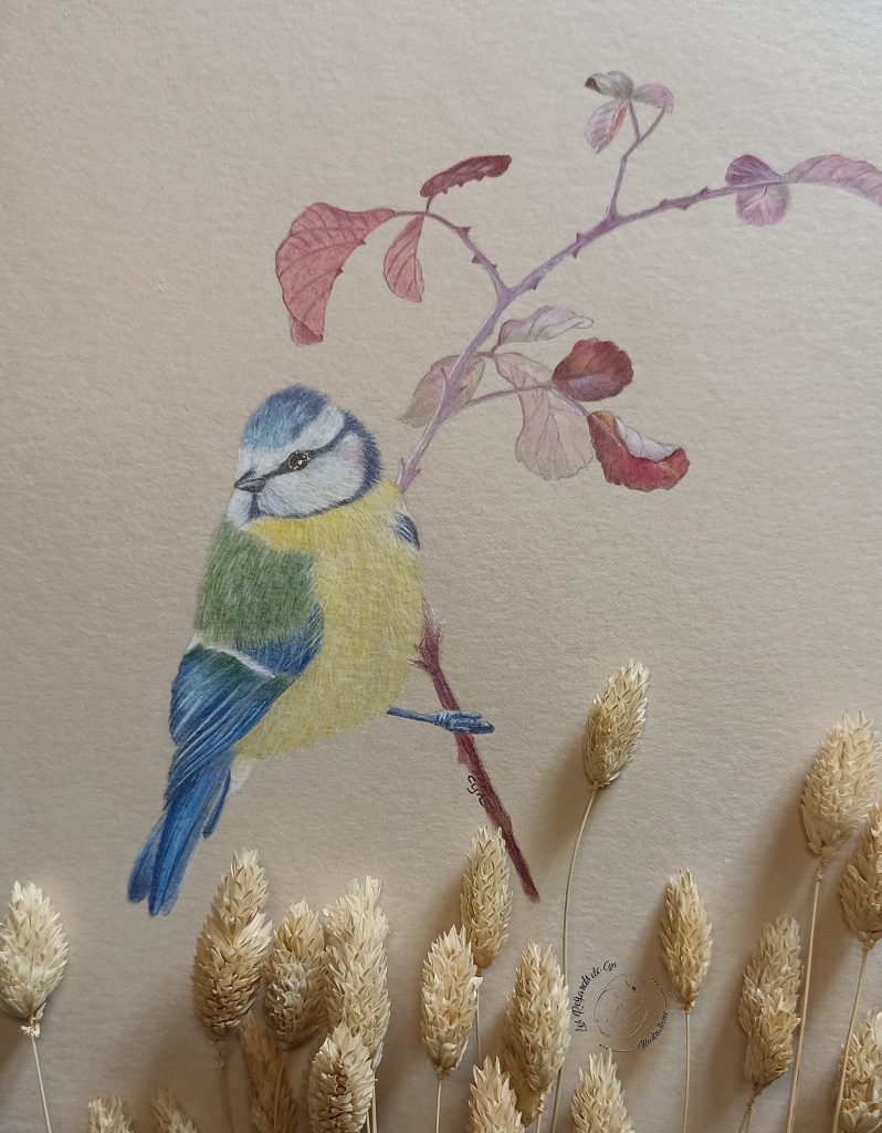 Illustration Mésange bleue
