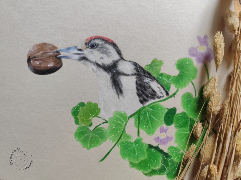 Illustration Pic épeiche