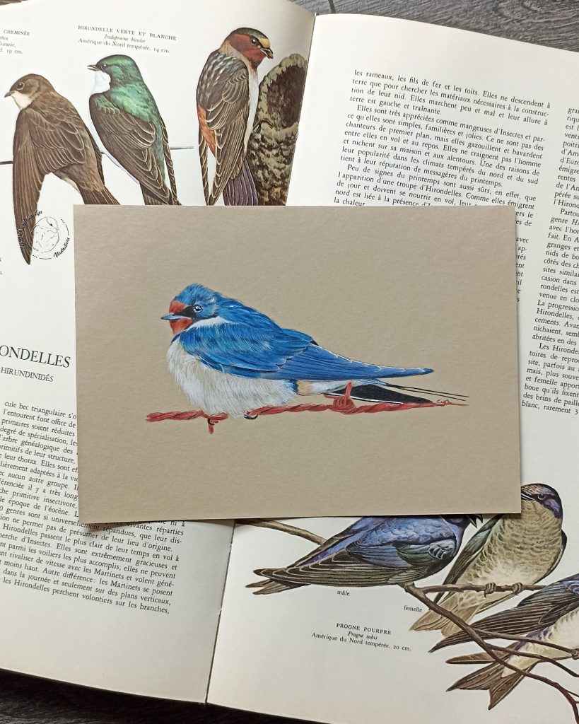 Illustration Hirondelle rustique