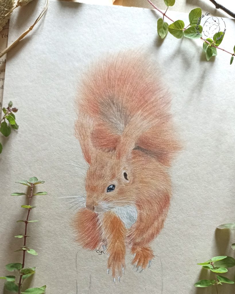 Illustration écureuil
