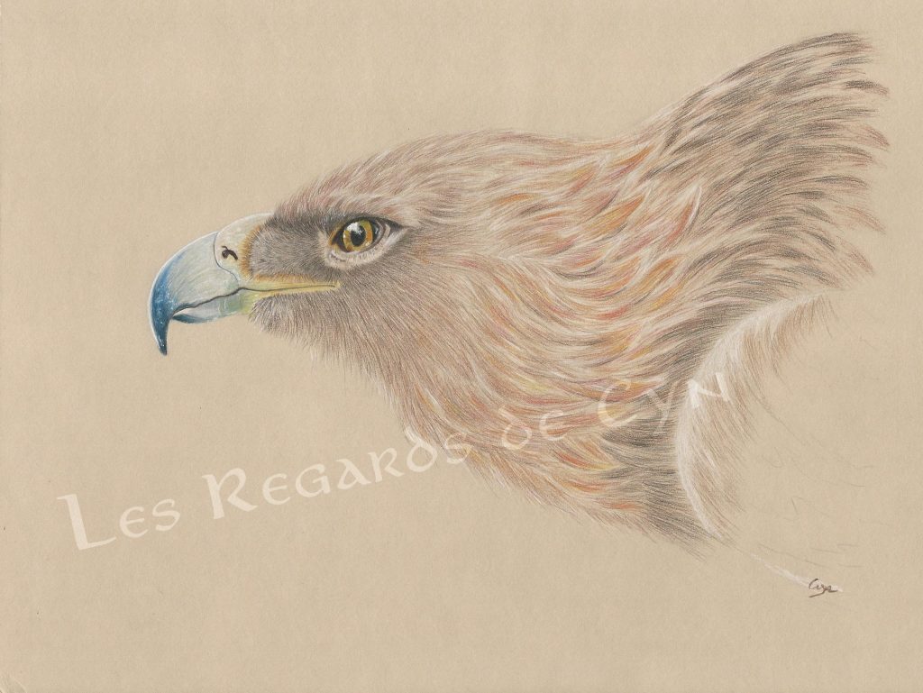 illustration Aigle royal