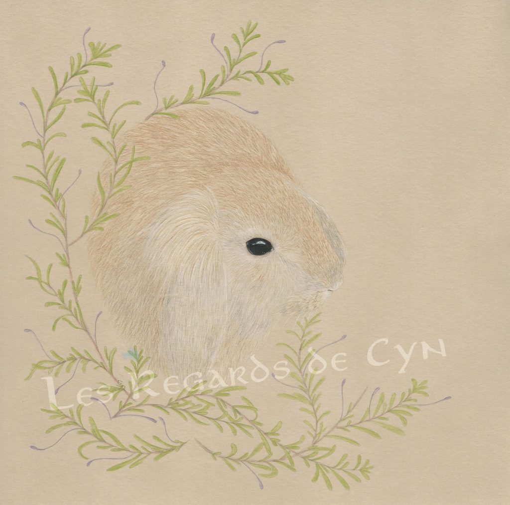 Illustration lapin
