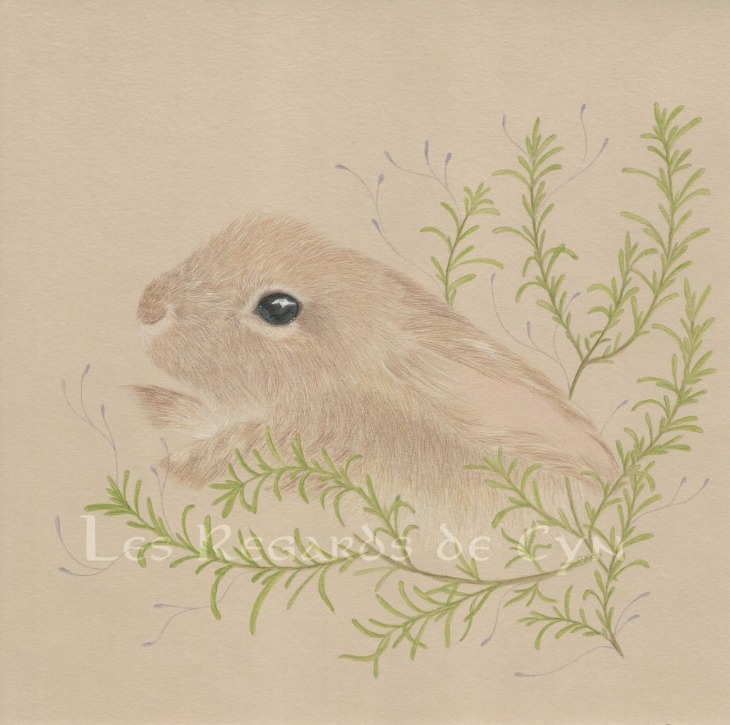 Illustration lapin