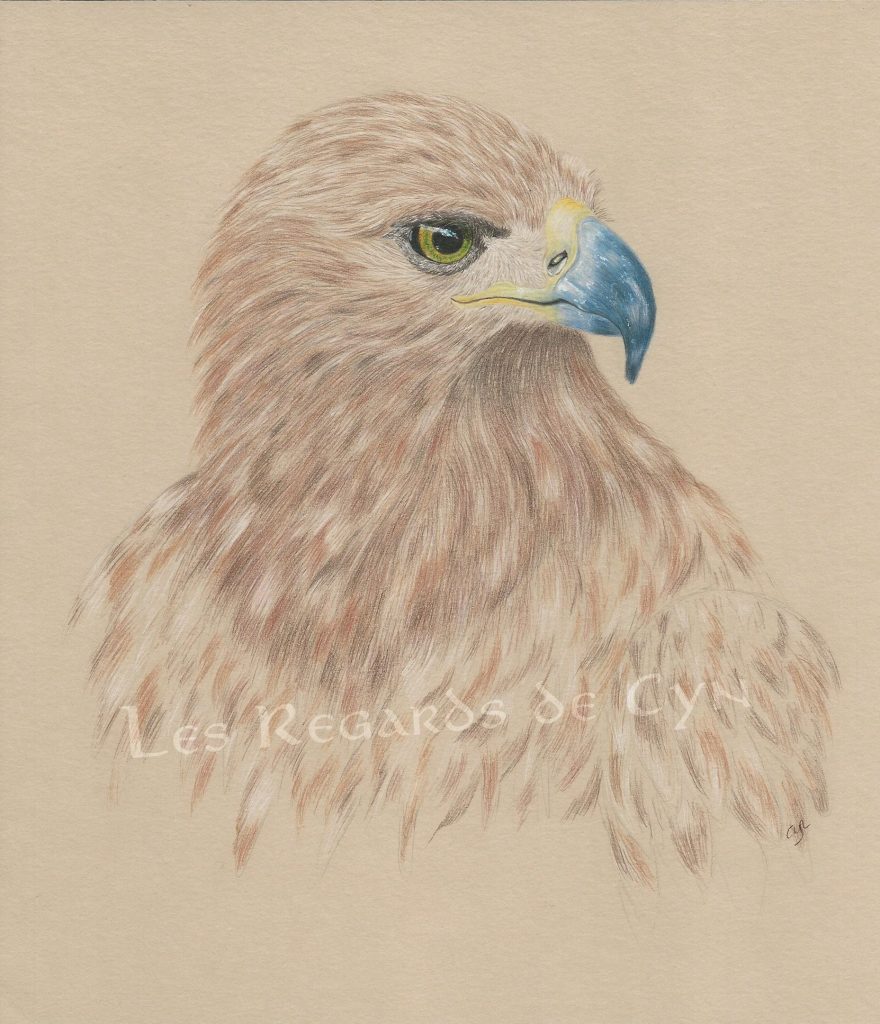 illustration rapace