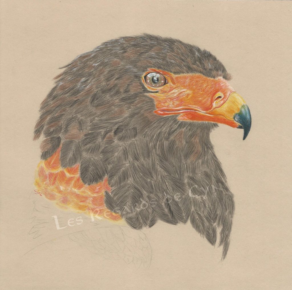 illustration Bateleur des savanes