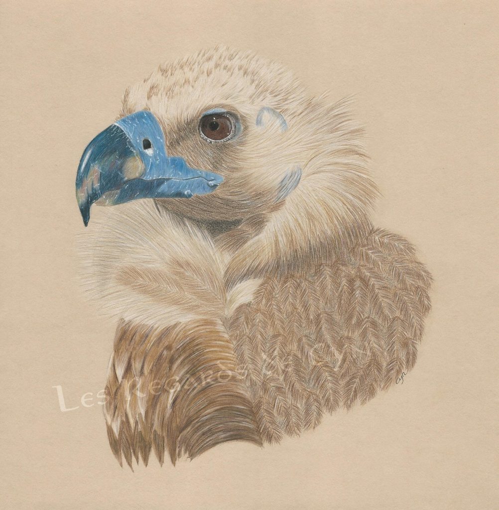 illustration Vautour moine